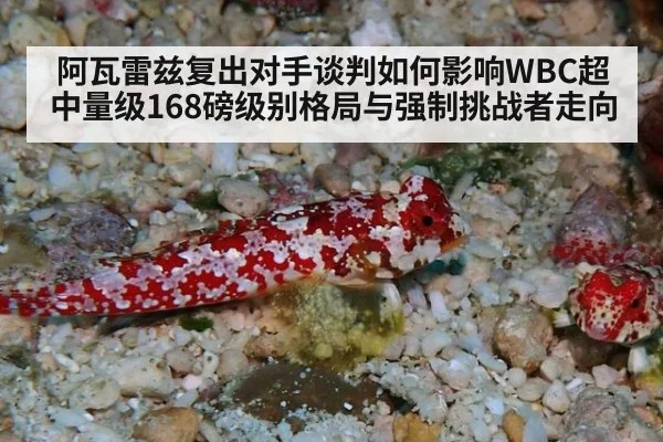 阿瓦雷兹复出对手谈判如何影响WBC超中量级168磅级别格局与强制挑战者走向 | jiuyouhui